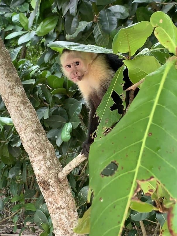 Capuchin Monkey in tree at Manuel Antonio National Park