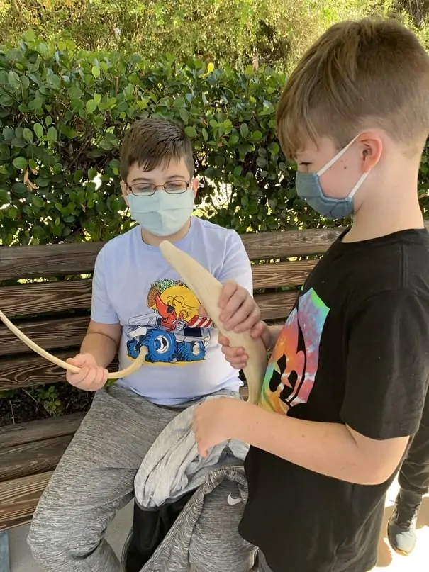 Boys holding manatee bones at Manatee Park