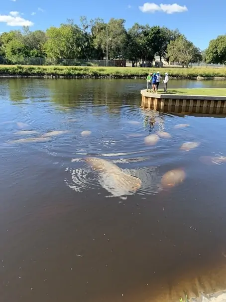 Manatee swimming in Fort Myers
